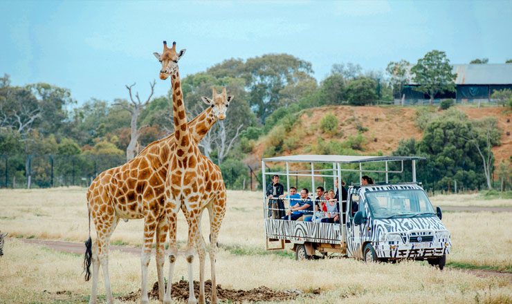 บัตรเข้าชมสวนสัตว์เปิดเวอร์ริบี (Werribee Open Range Zoo)